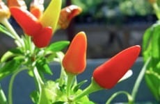 chili peppers
