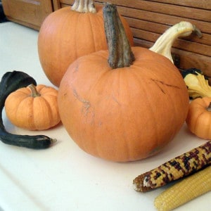 pumpkin
