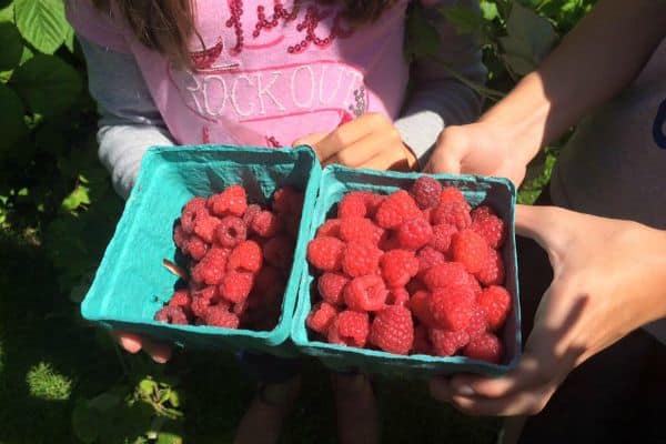 pint of raspberries