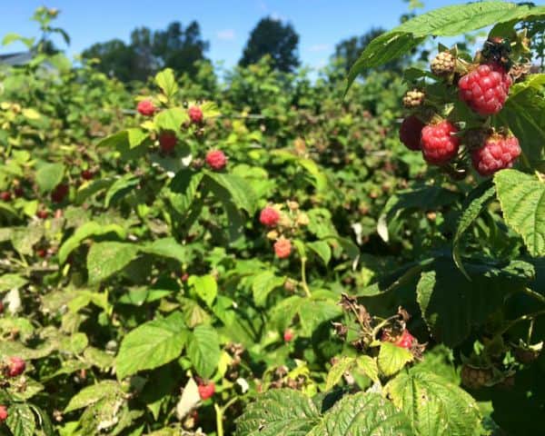 raspberry bush