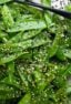 A plate of stir fried snow peas and a pair of chop sticks.