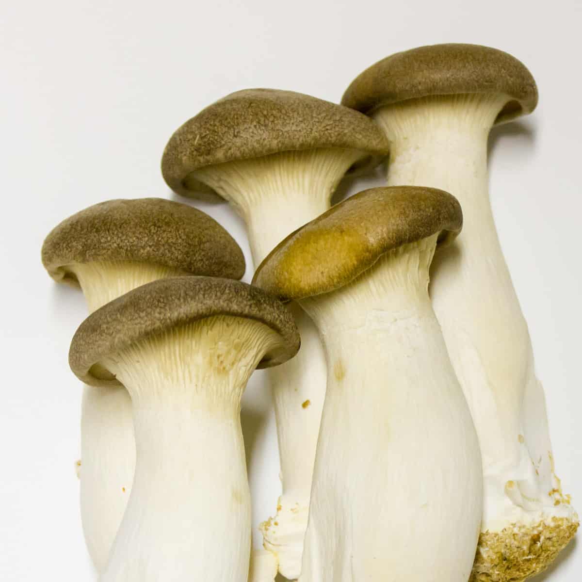 Five large oyster mushrooms piled together.
